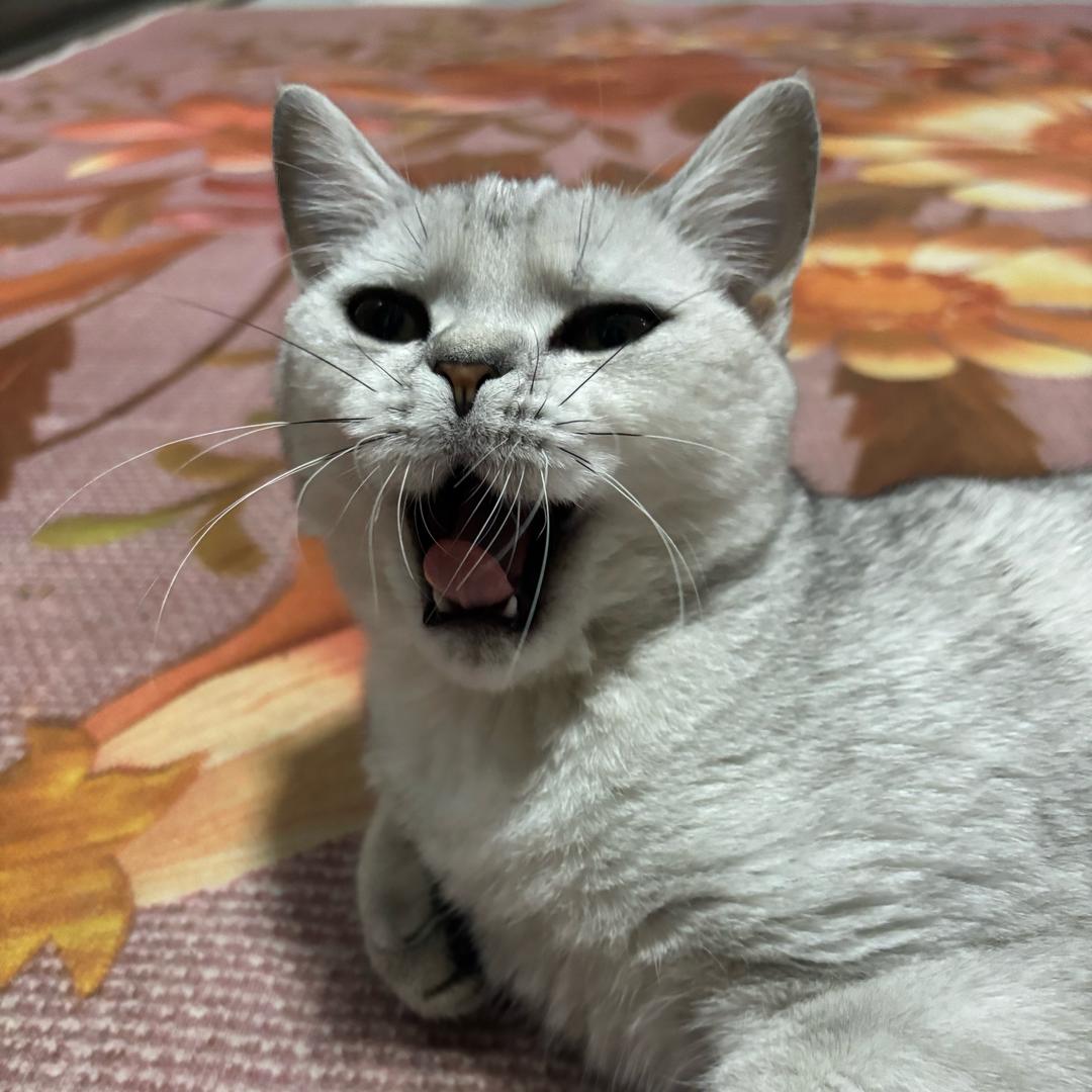 蜜糖小猪