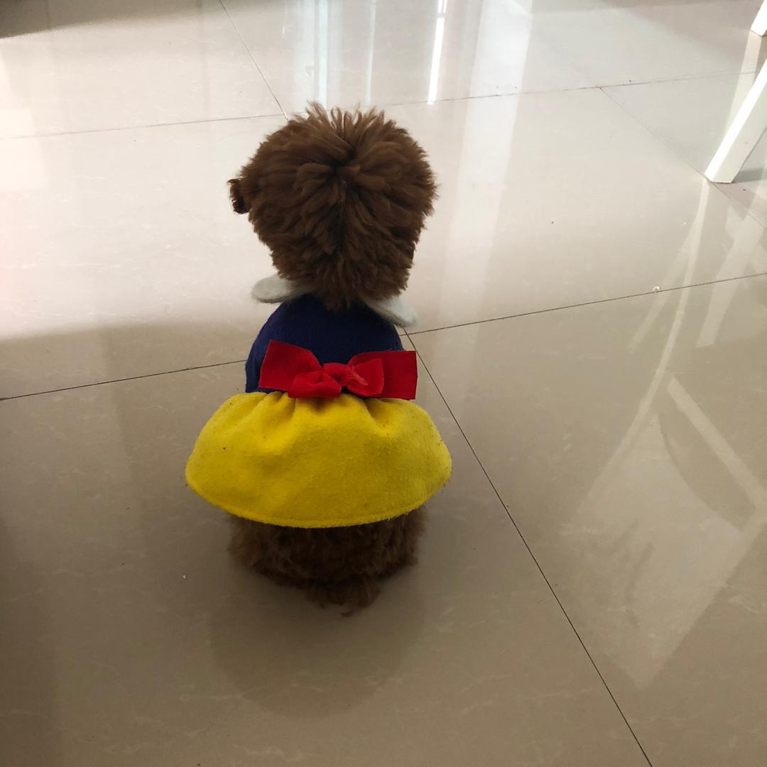 小丸子是最懒的小狗勾