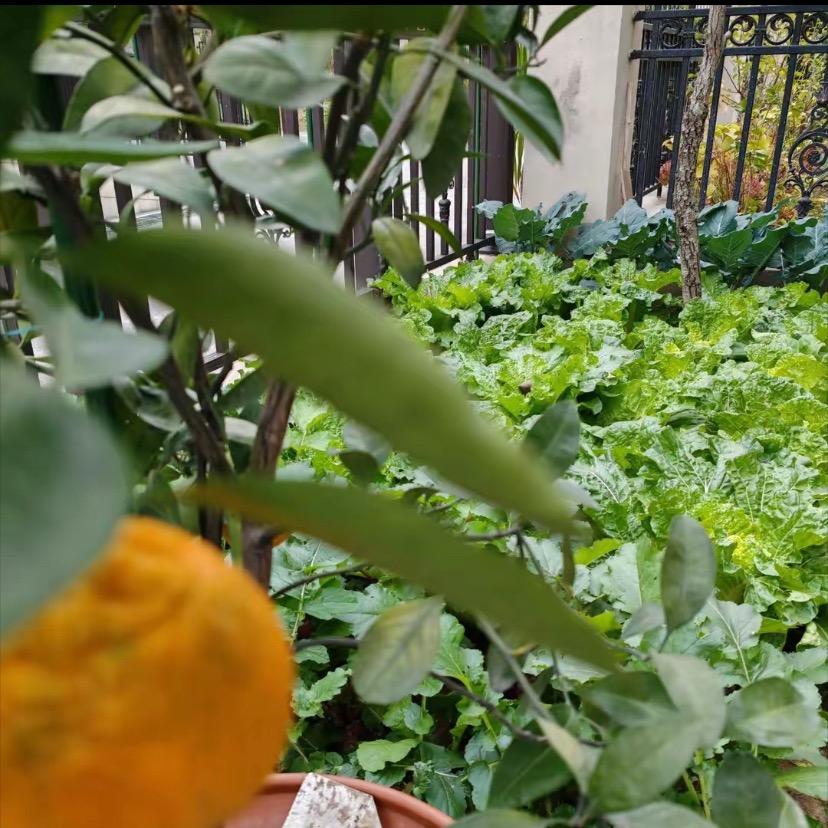 紫璎小菜园