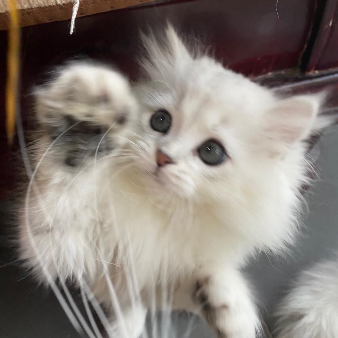喵屋