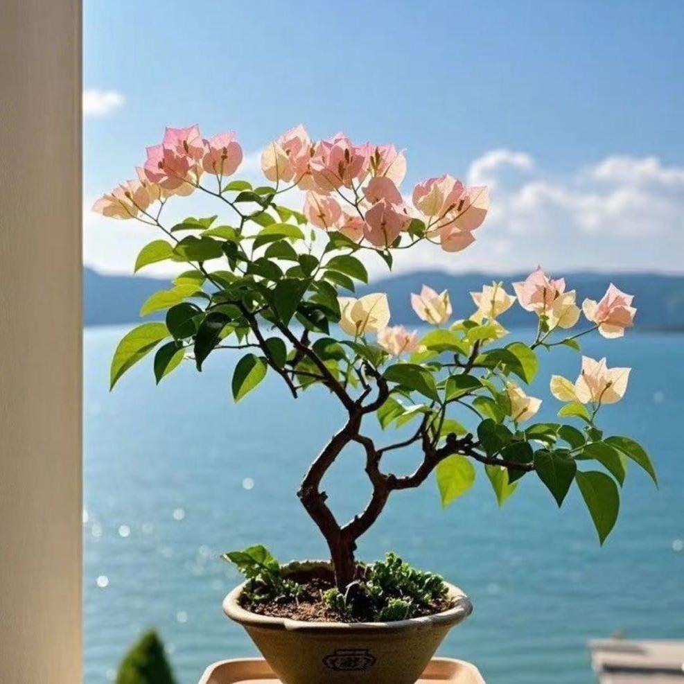 漳州花卉甄选阁