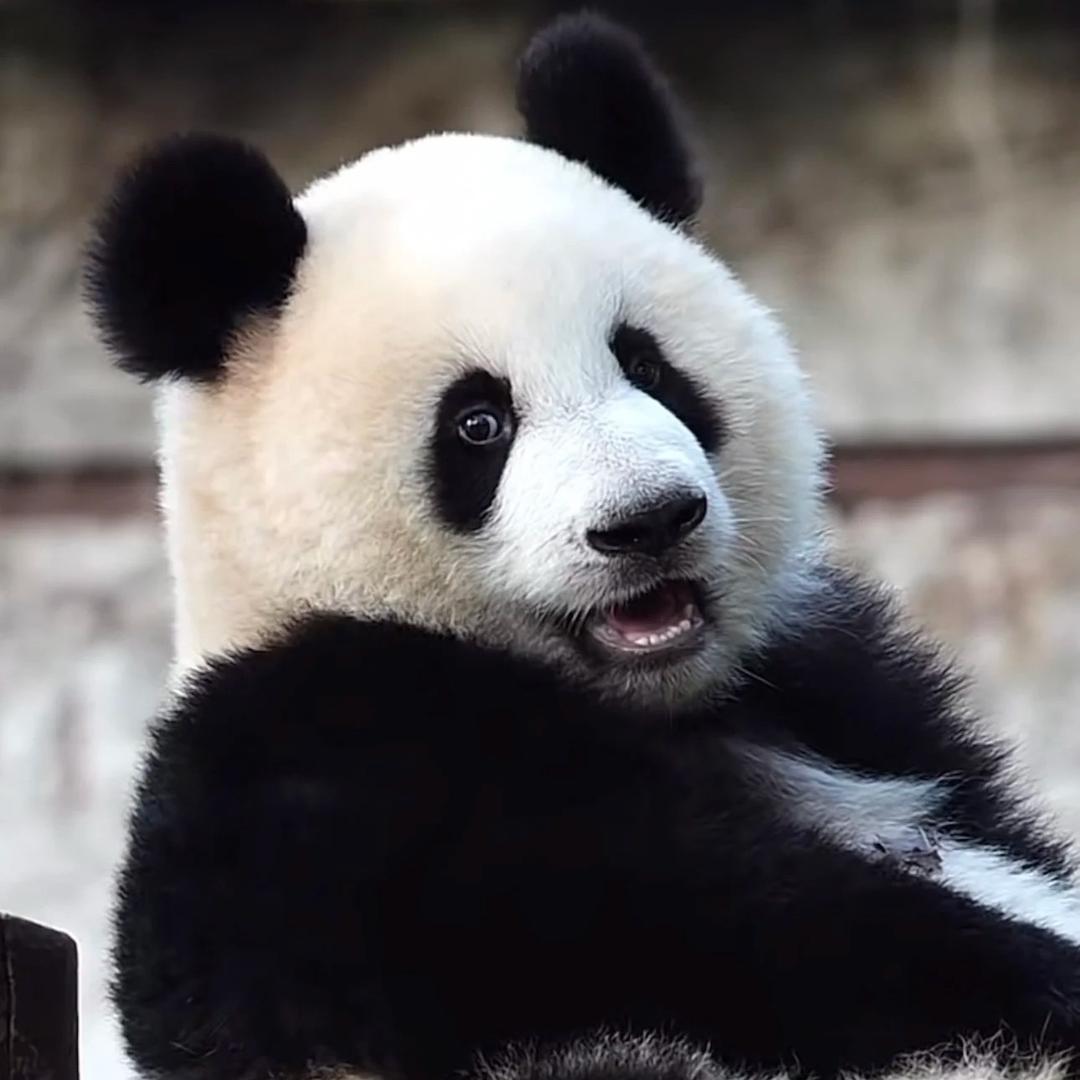 甜甜数熊猫