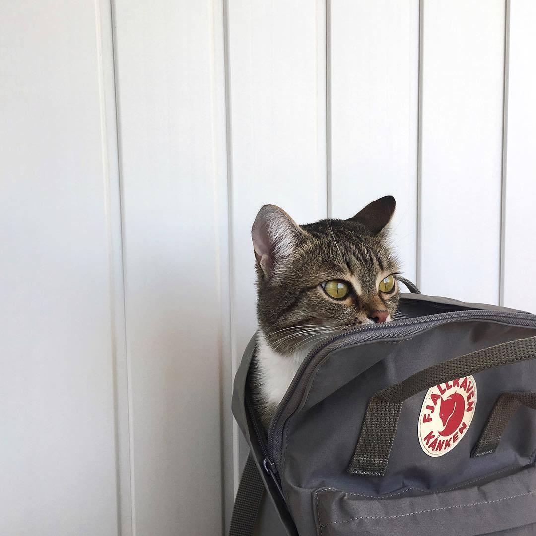 Loki（三角洲行动）