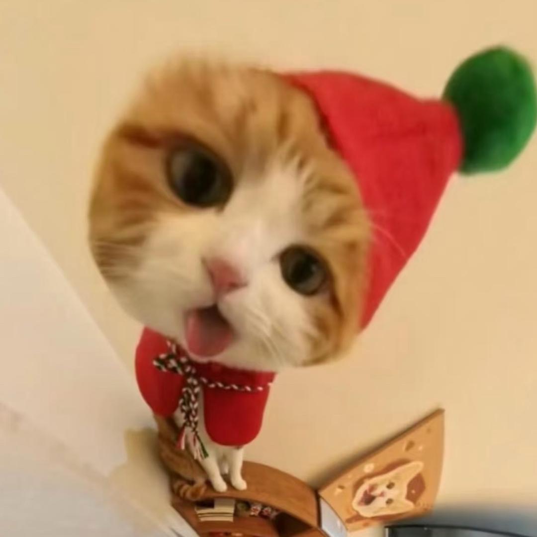 会飞的猫、