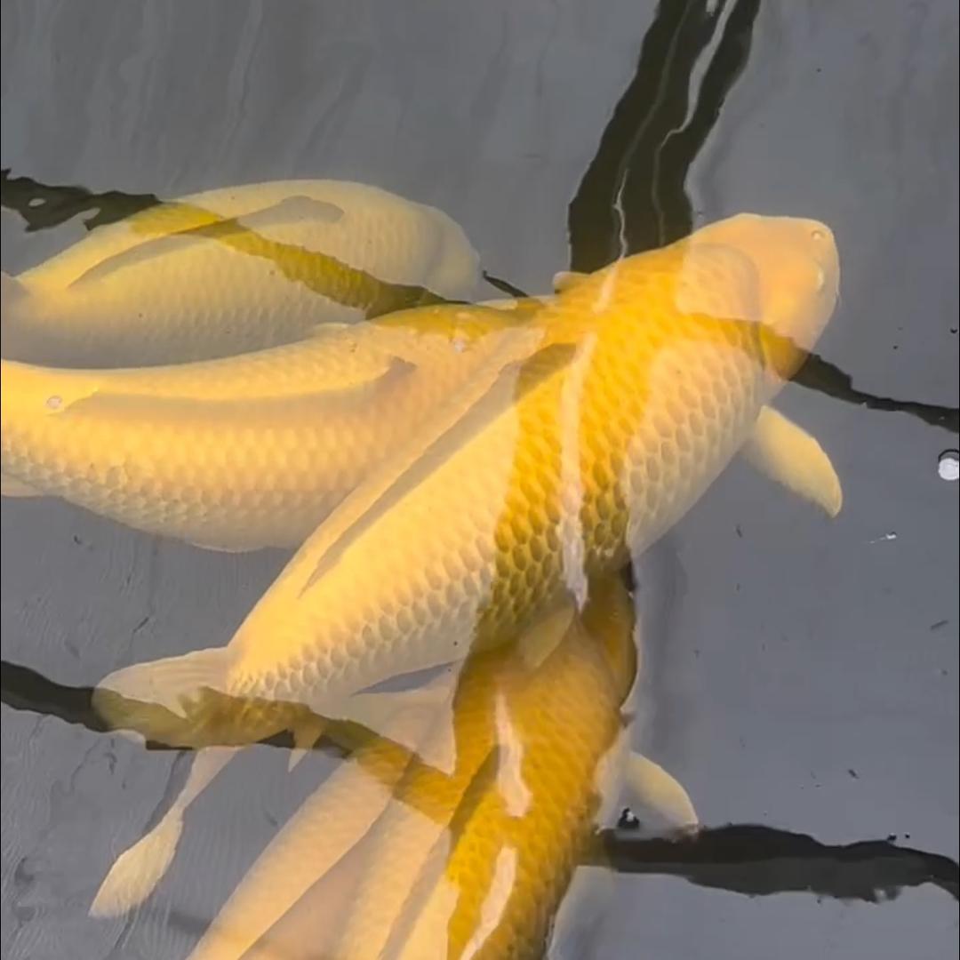 锦鲤介子王