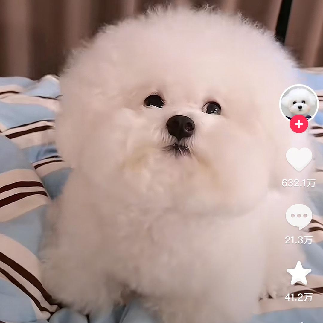 阿呆车品