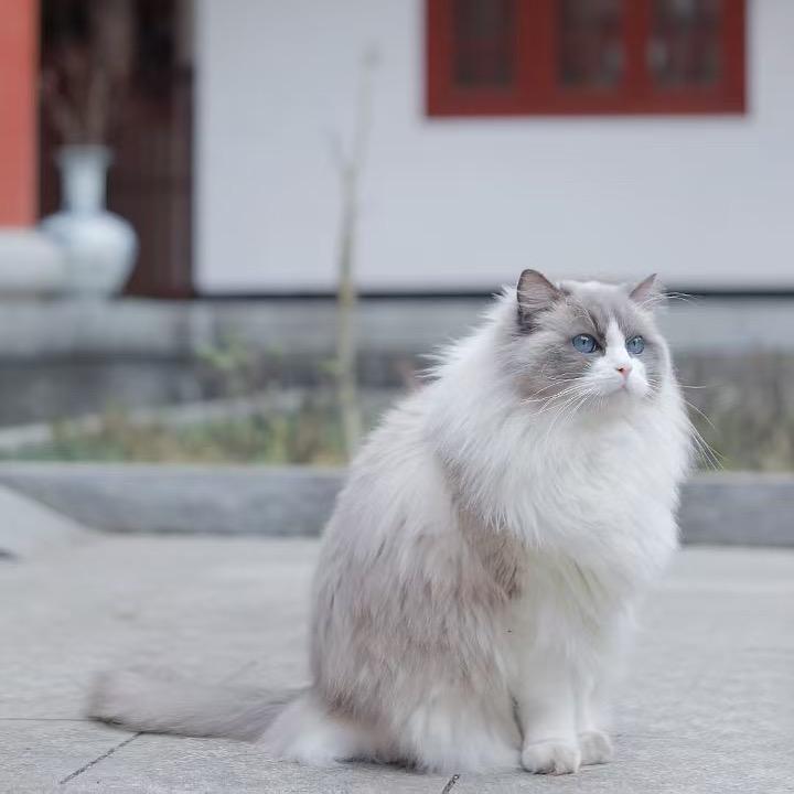 桃川灵猫园