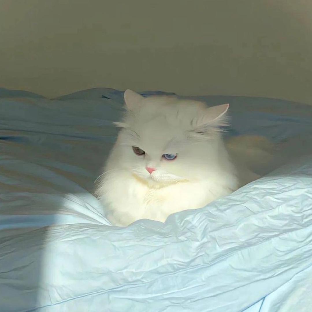 绿豆侠