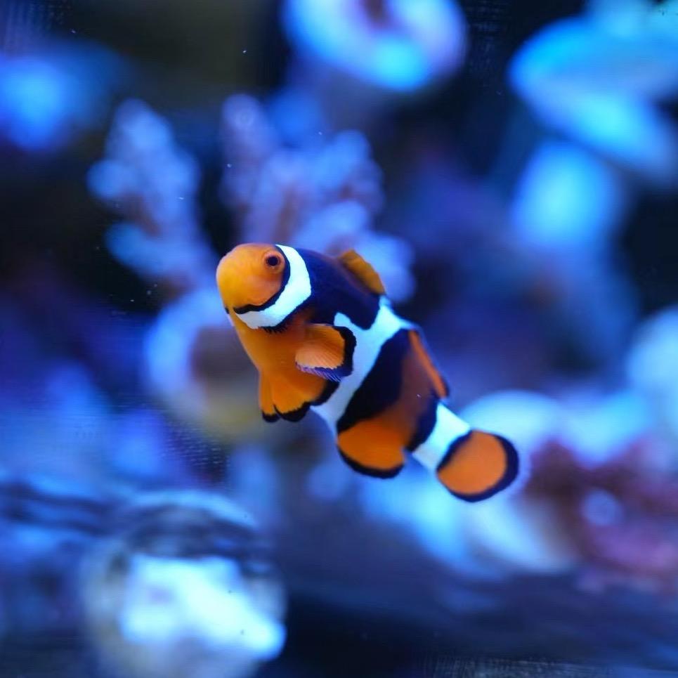 猕猴桃的海水日记