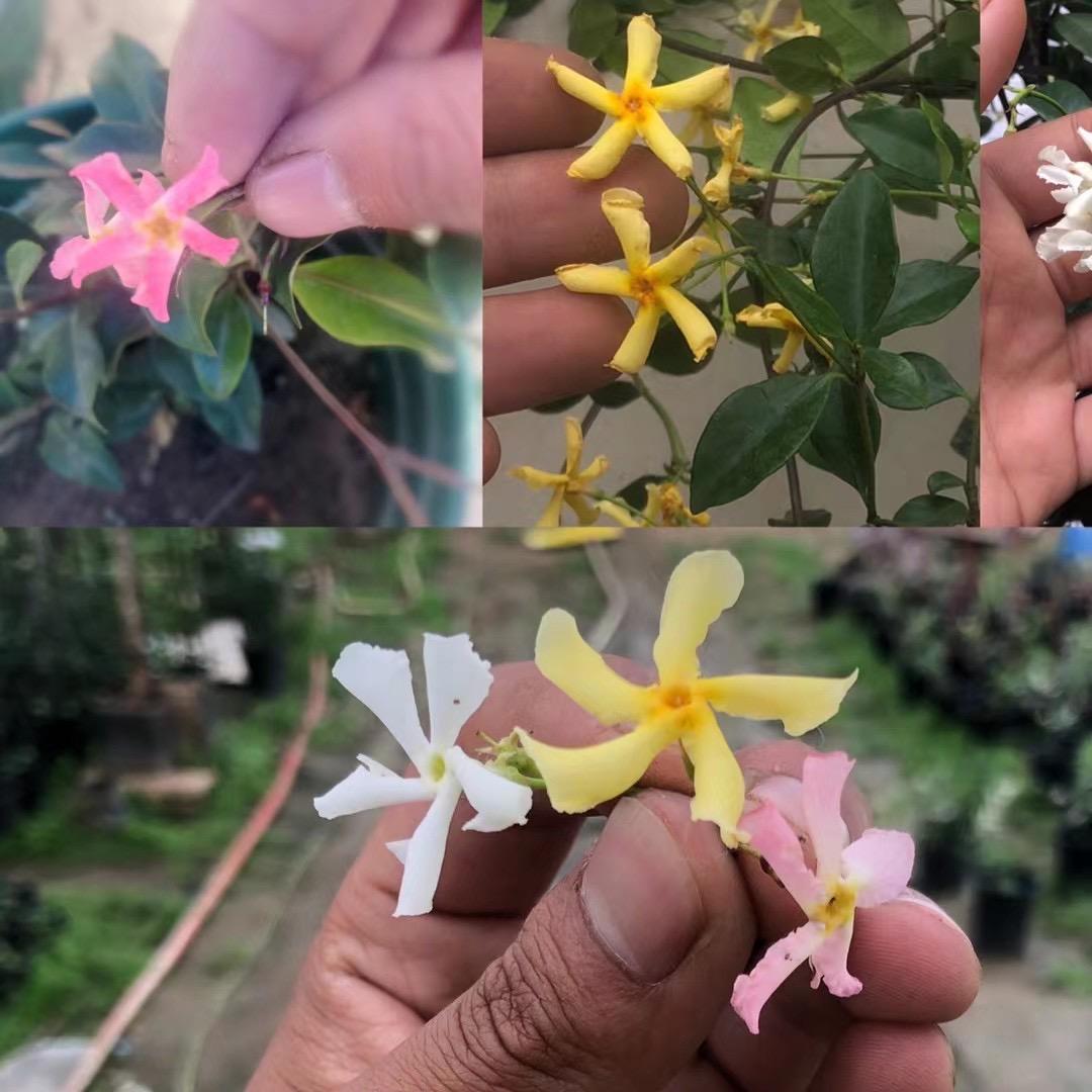 沭阳县新河镇方腊月苗木经营部