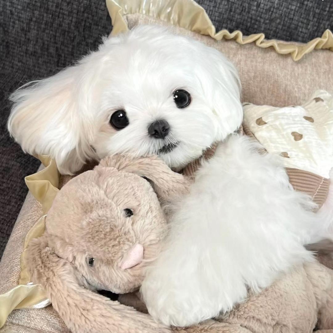 小熊熊🧸