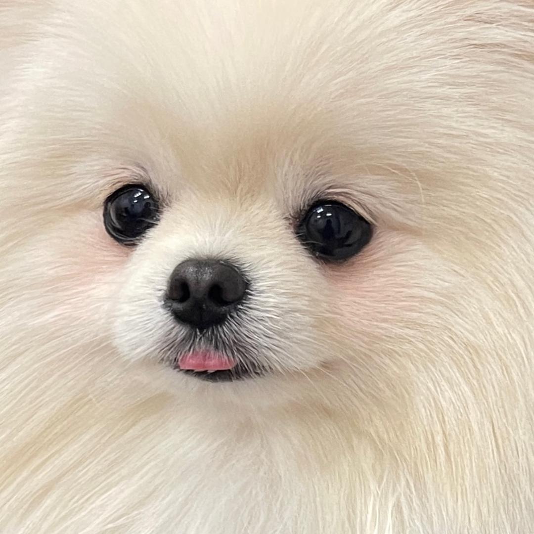 小福崽