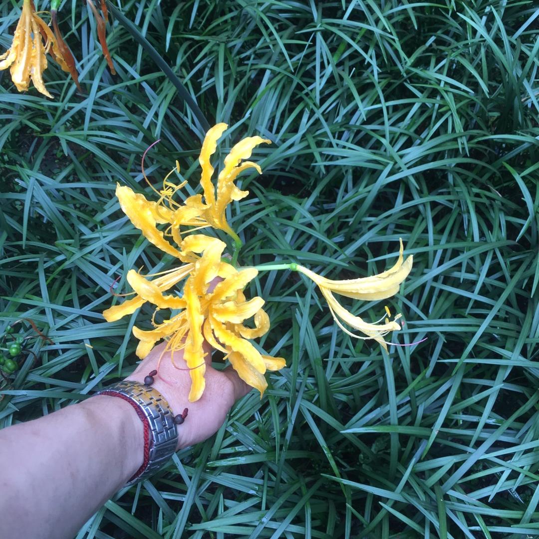 天道人皇《陳》