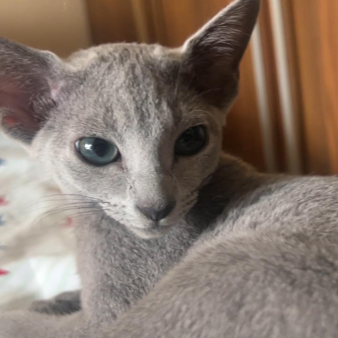 重生之我变身4只猫