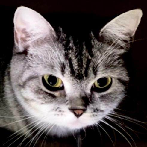 葡萄芋圆冻冻不要芋圆🍡