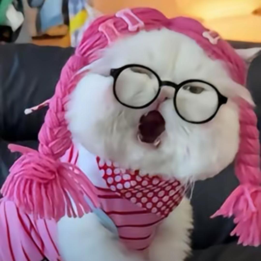 呆呆佳