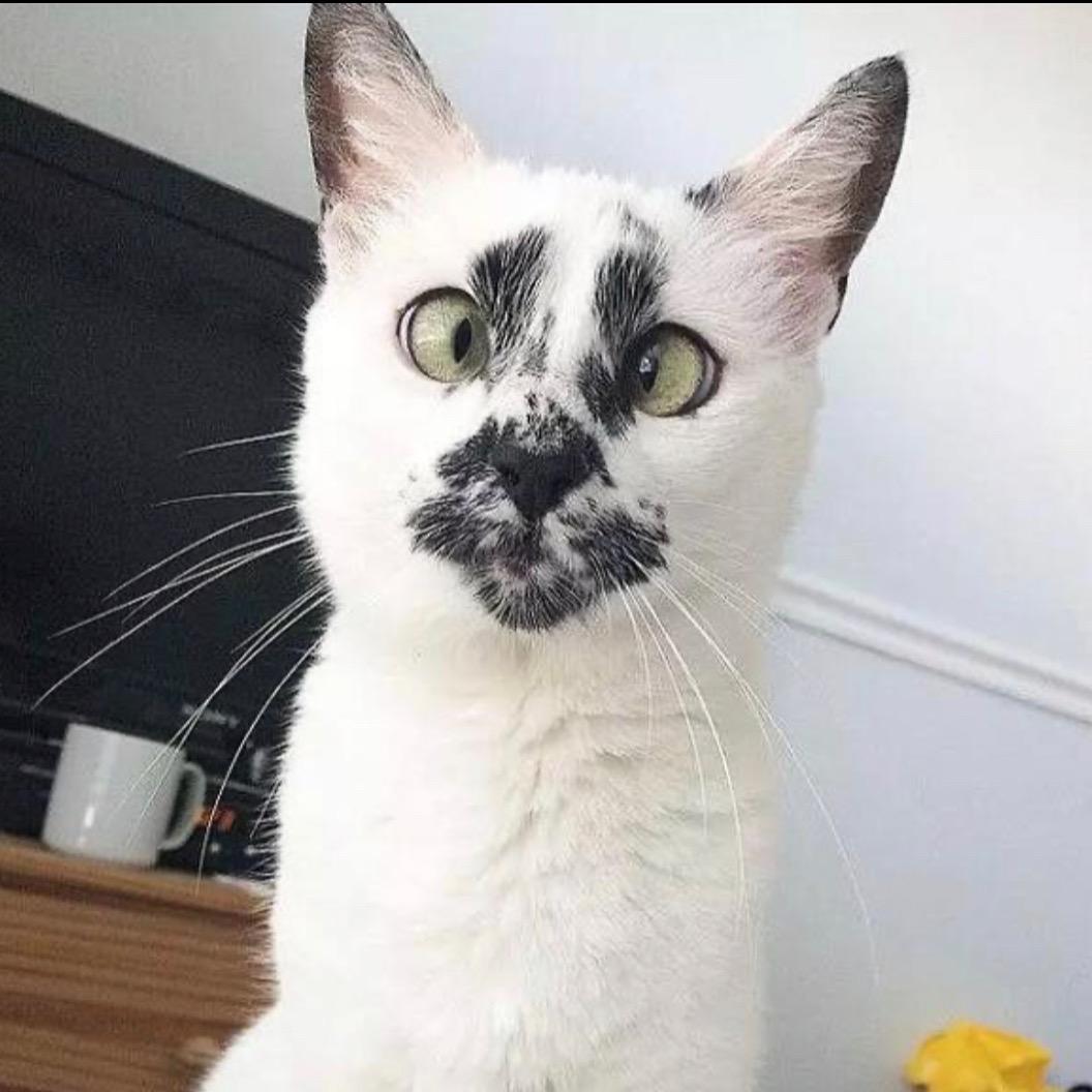 gay菲猫