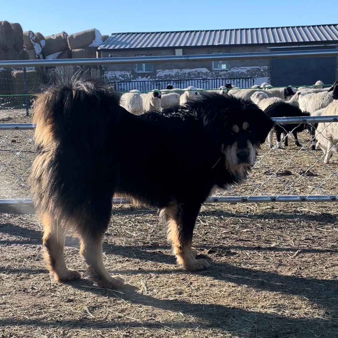 阿宝
