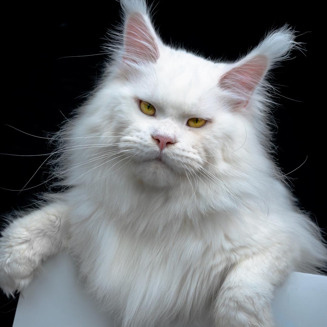 太原专业缅因猫馆