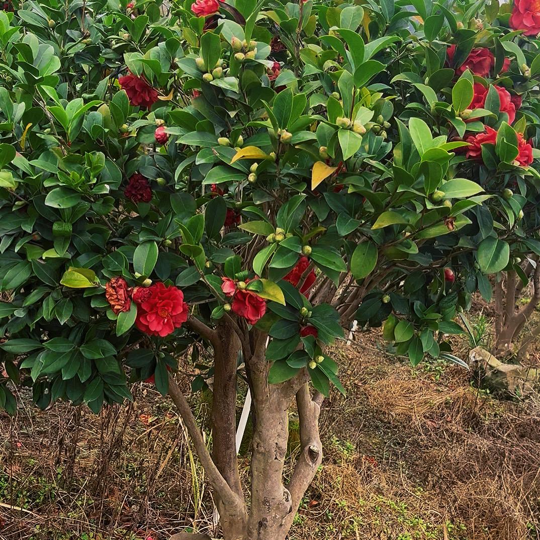 北流市智濠生态绿植（园艺）