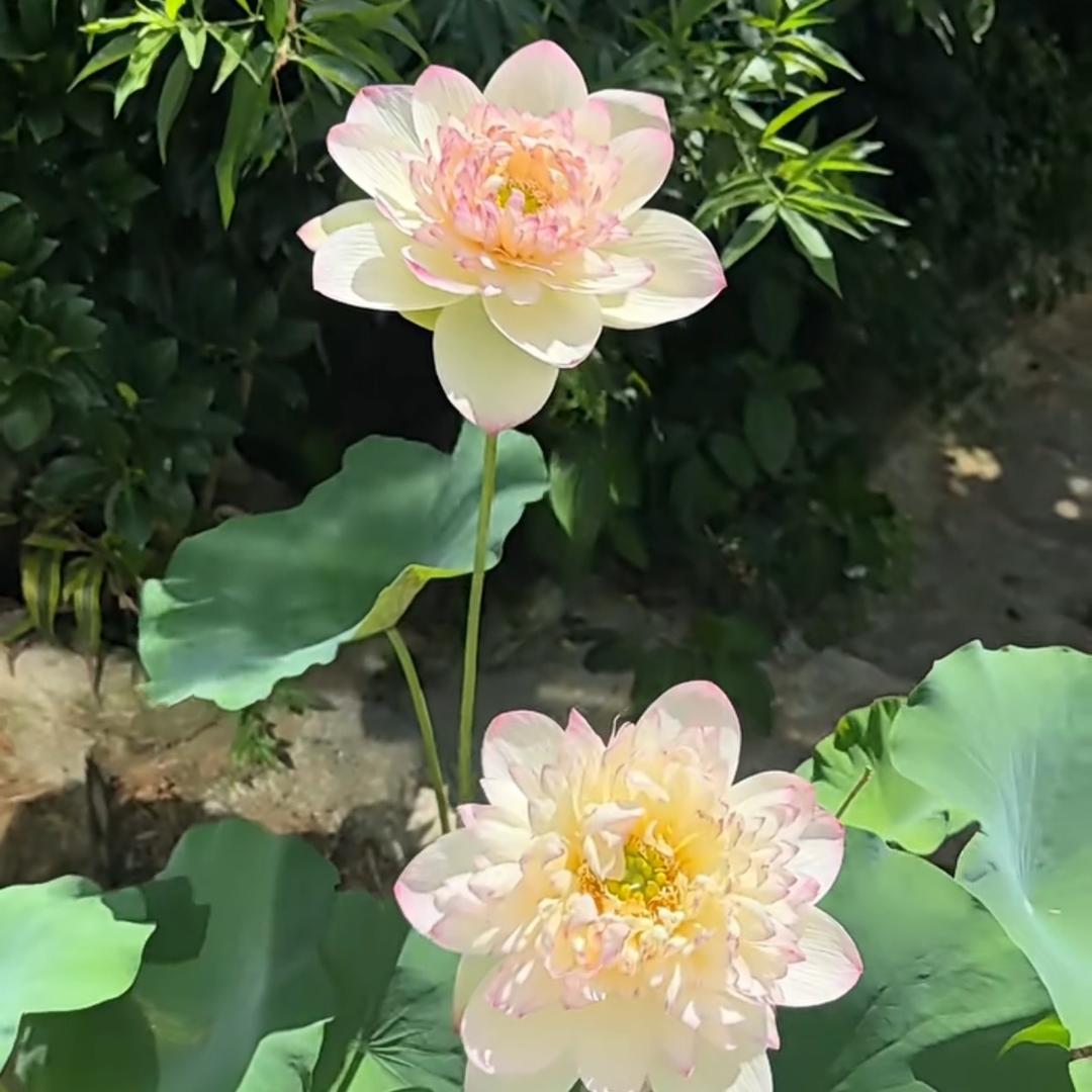 和光同尘