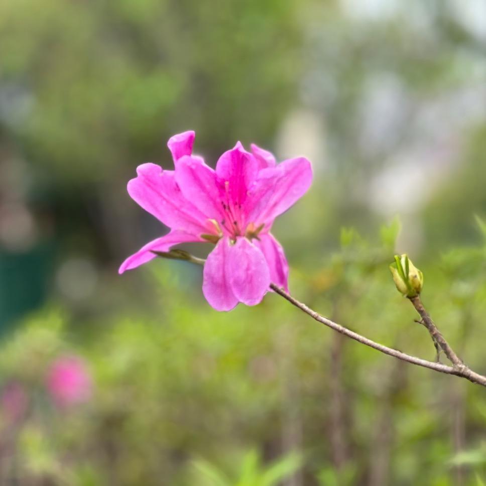 小米粥