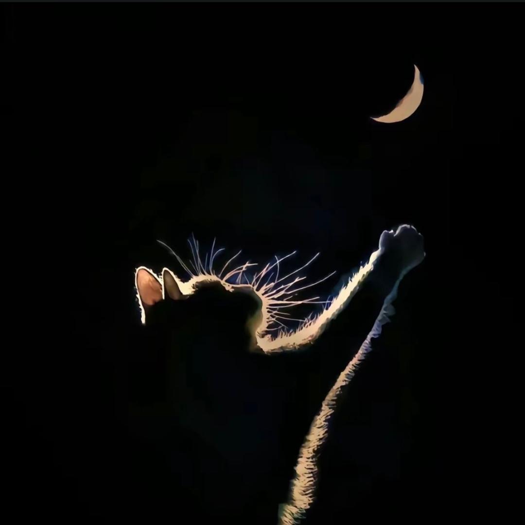 ㅤ ㅤ周星星童鞋