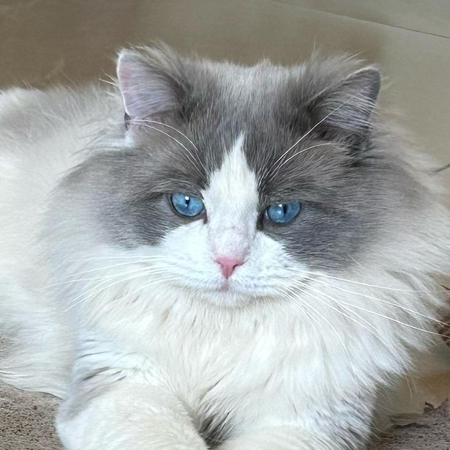 猫猫不困