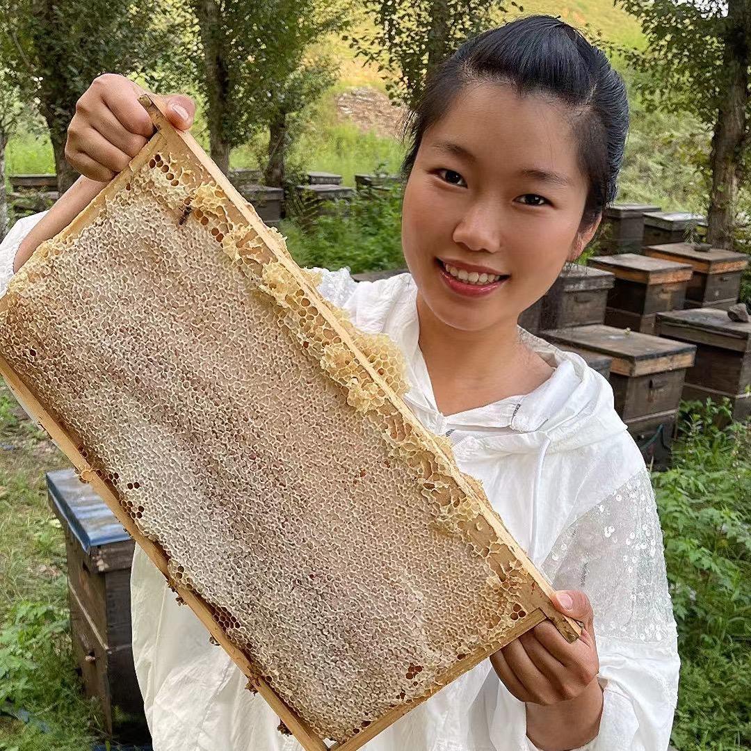 养蜂小燕子