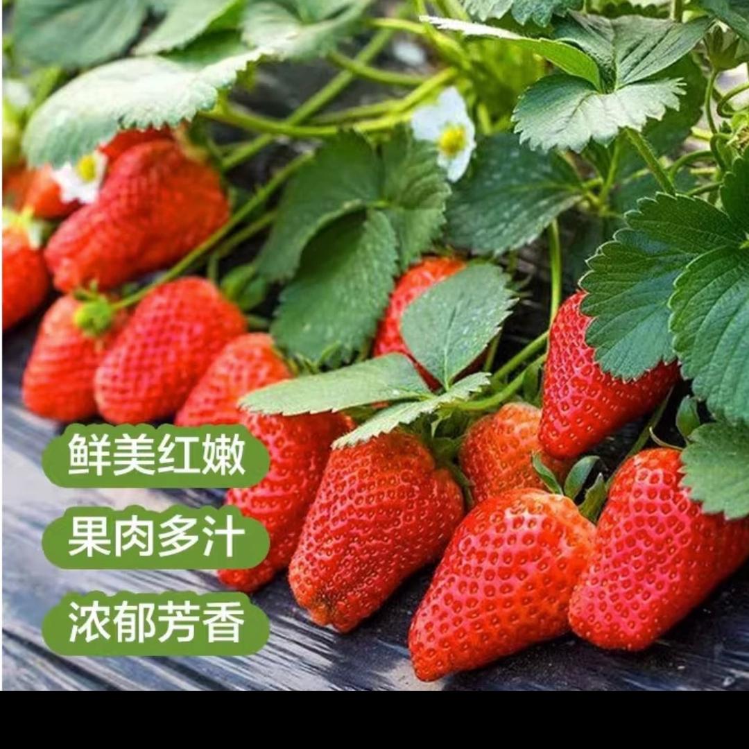 阿妹蔬菜园《草莓苗》