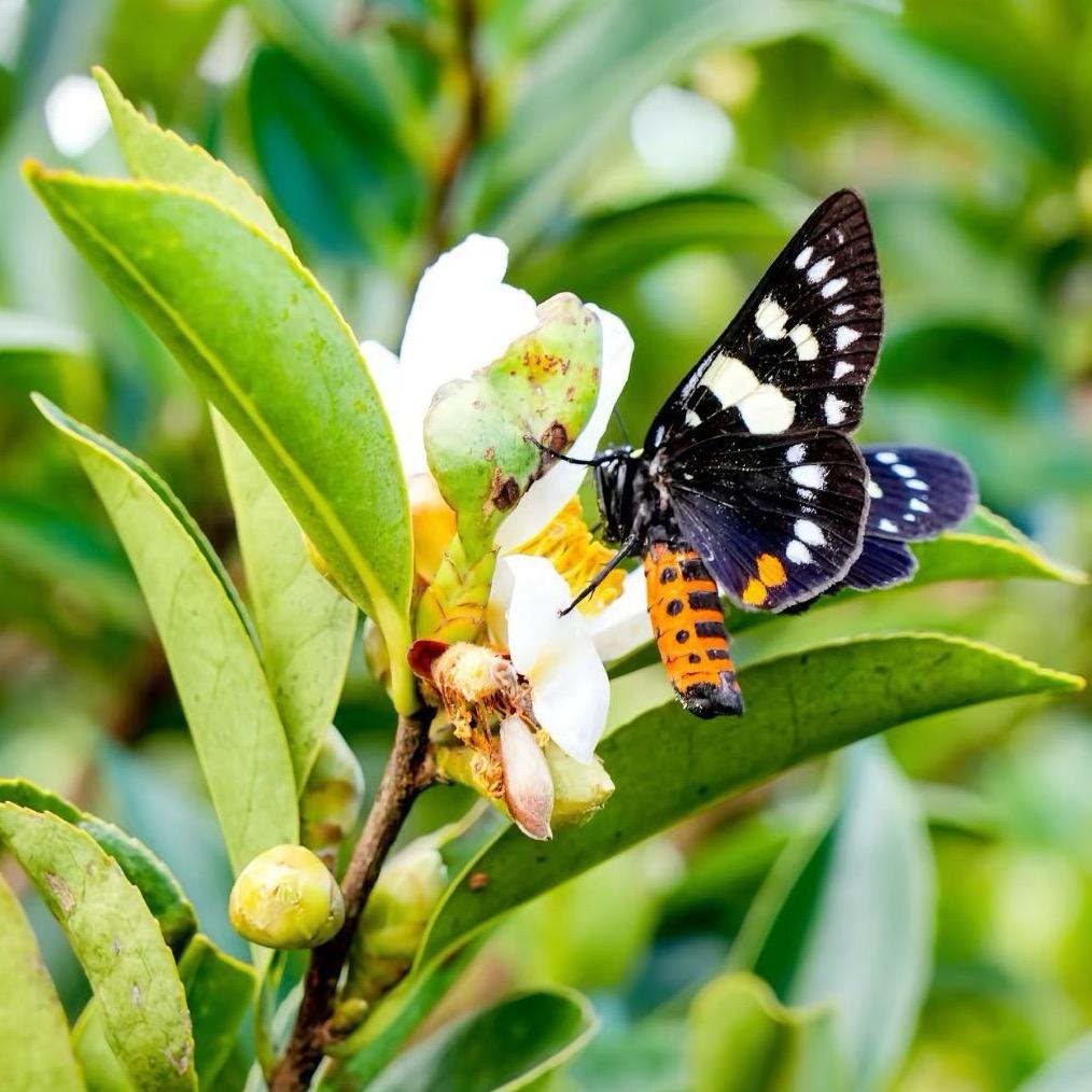 桂林山茶姐守村的农业人