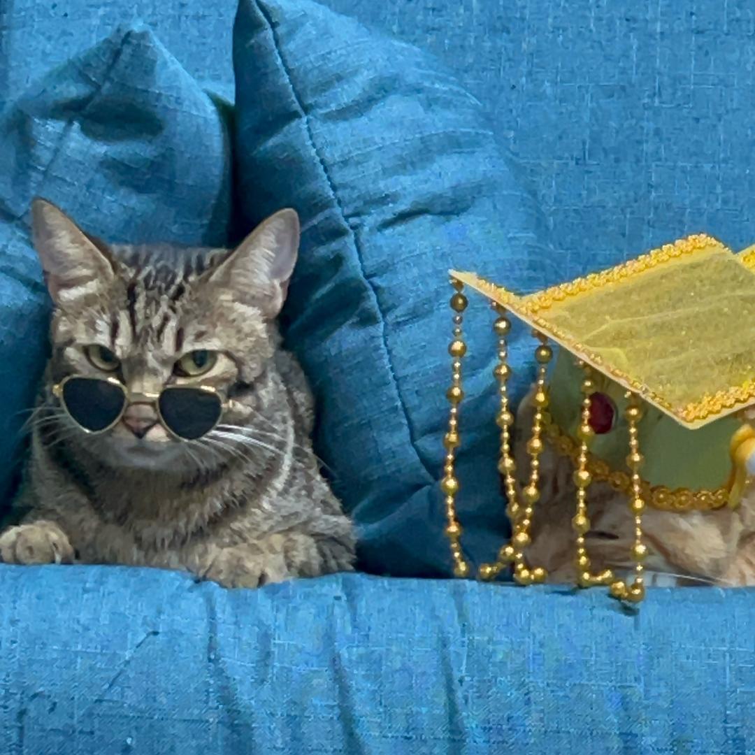 森森的猫