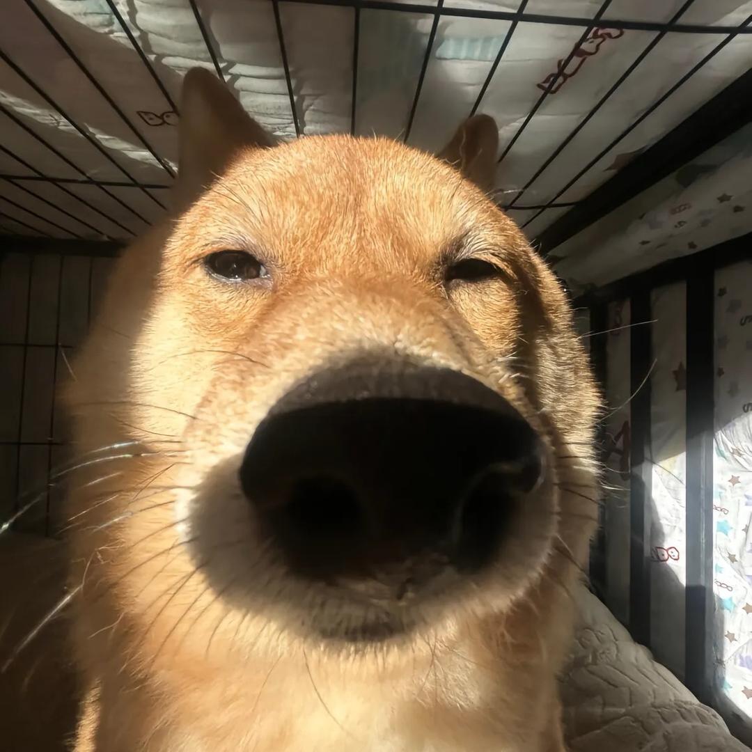 忧郁的小帅