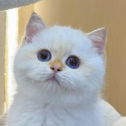 皮卡皮卡皮卡丘