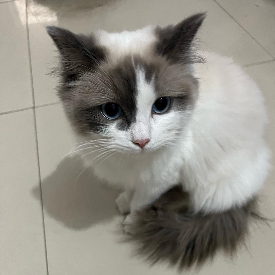 鹅