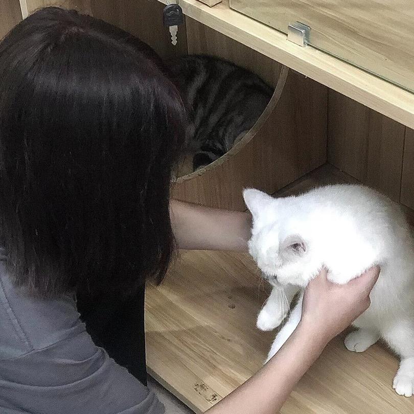 失眠吐司