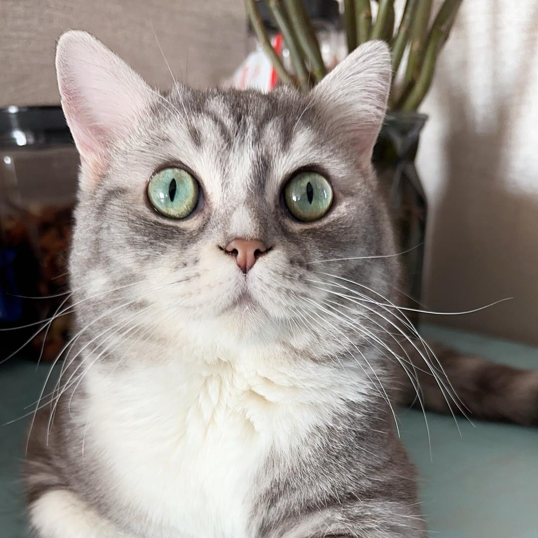 焦糖玫瑰
