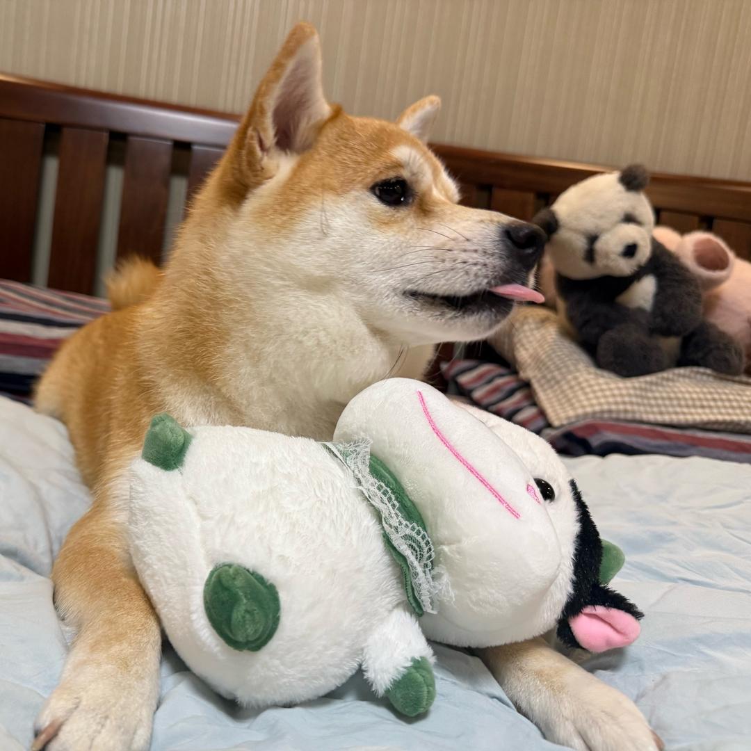 铁头包公主