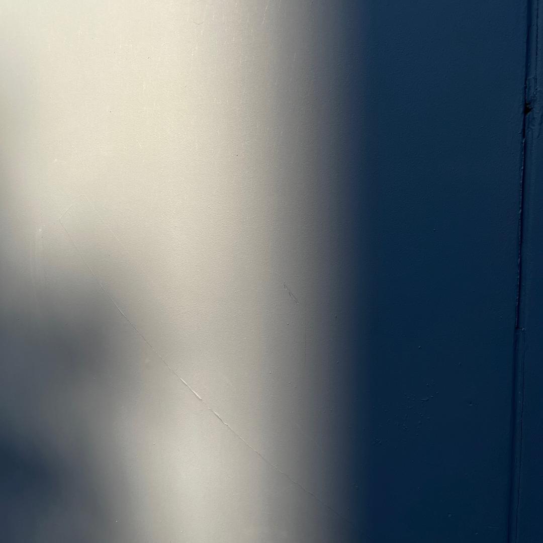 会水的猫