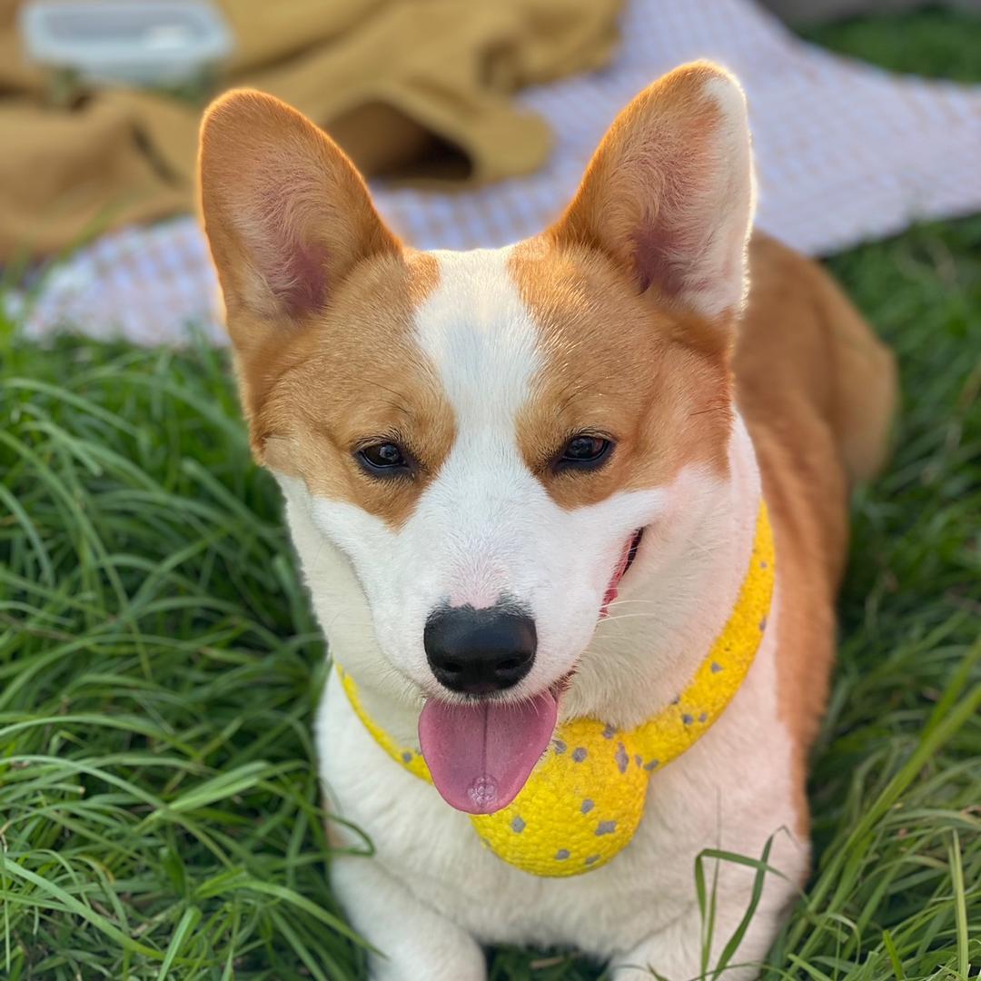 皮皮是只小兔基