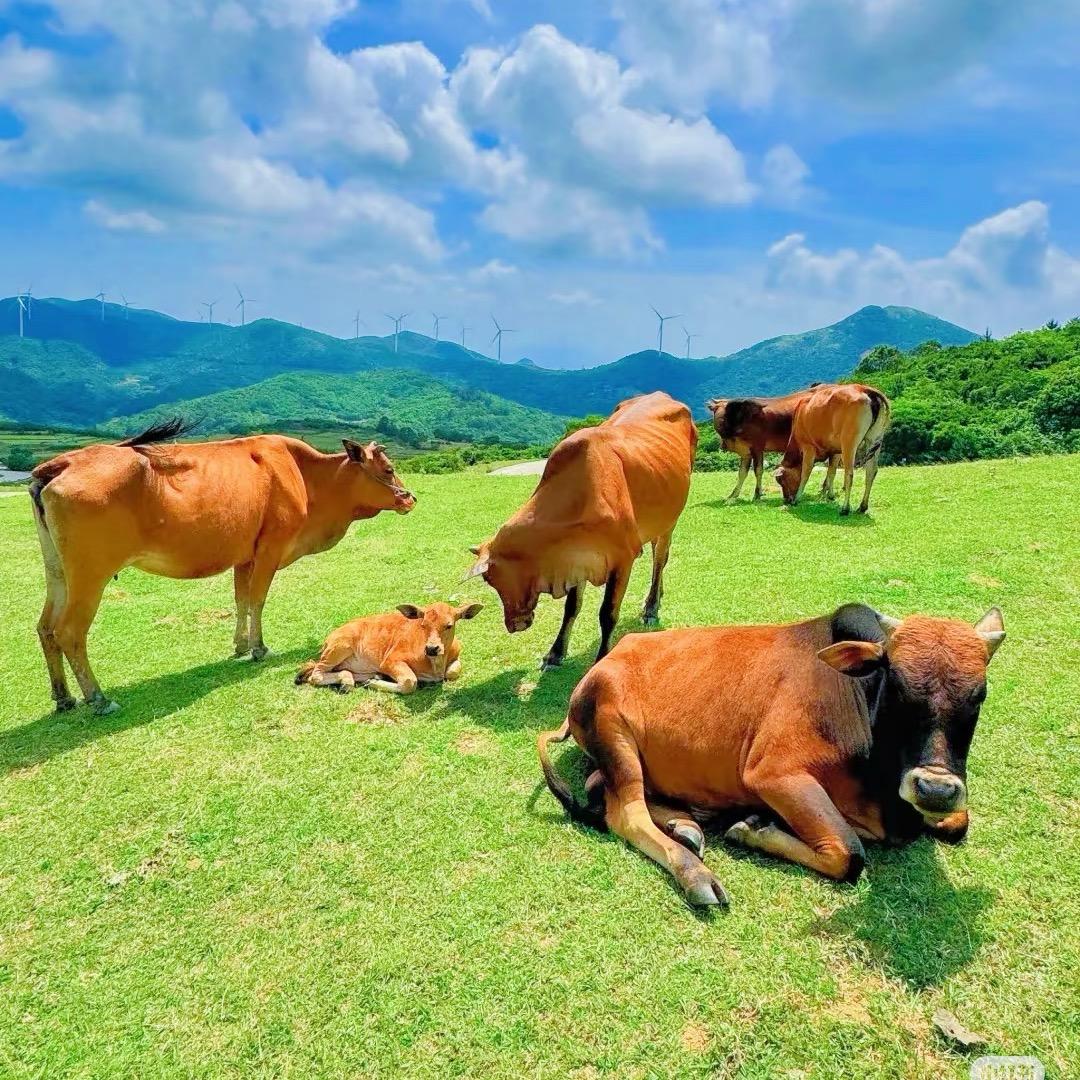 淘淘牛肉生鲜店