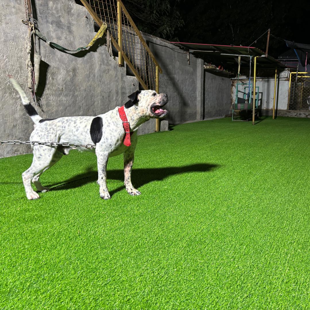 萌犬旺旺阿虎