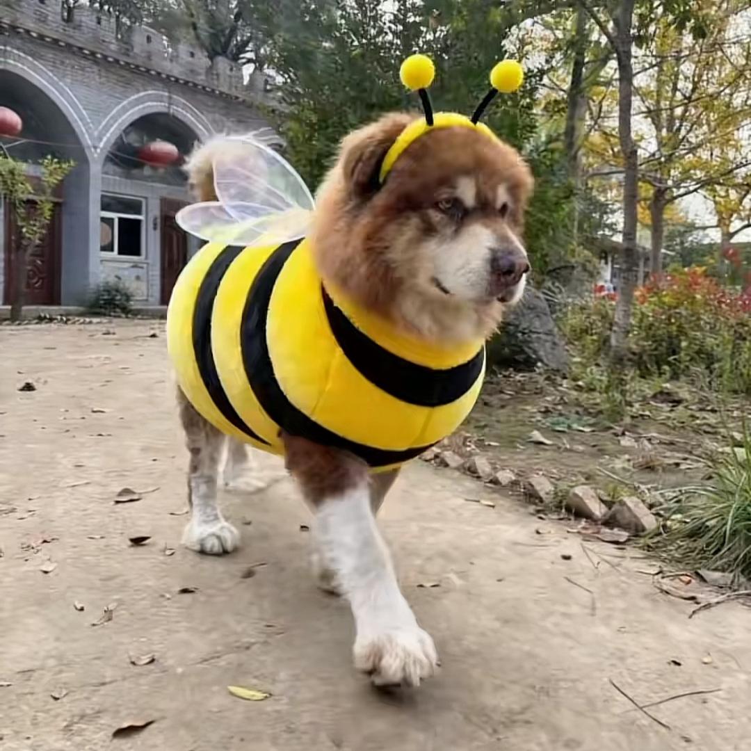 小᳐猫᳐你可以吃芝士汉堡੭ﾞ