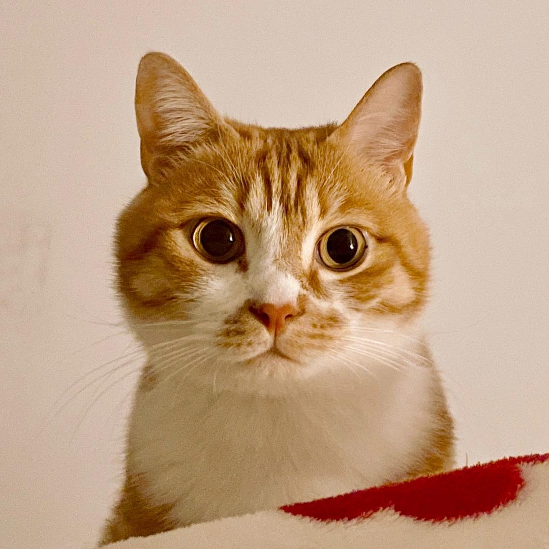Lulu他主子
