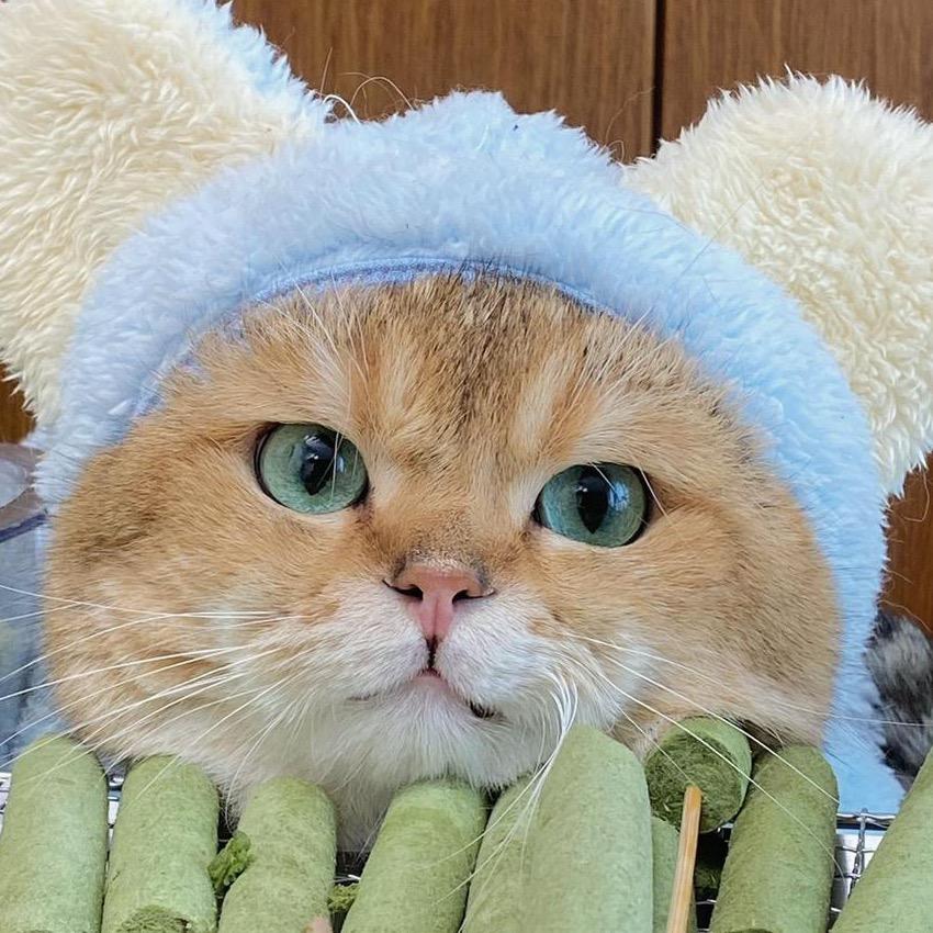 七百贪吃猫