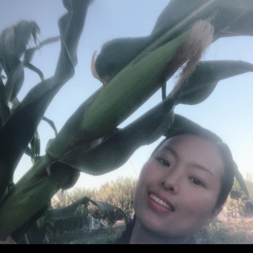 蓝玫瑰