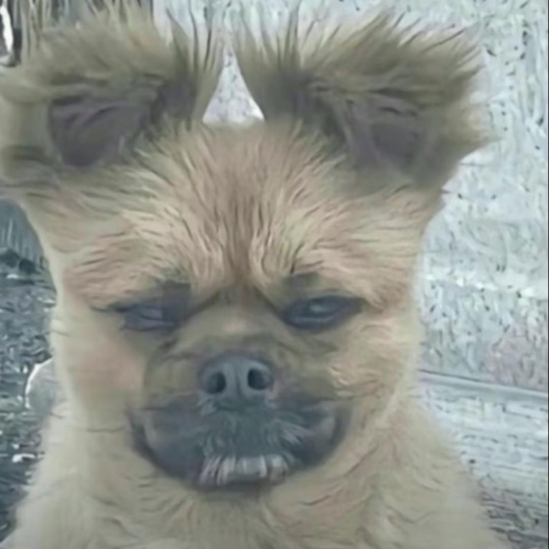 ㅤㅤㅤㅤㅤ人间烟火