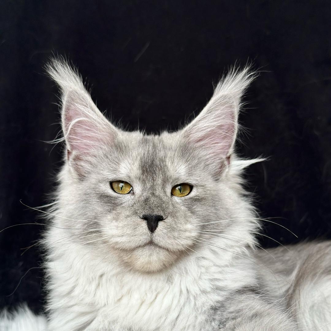 炎森缅因猫