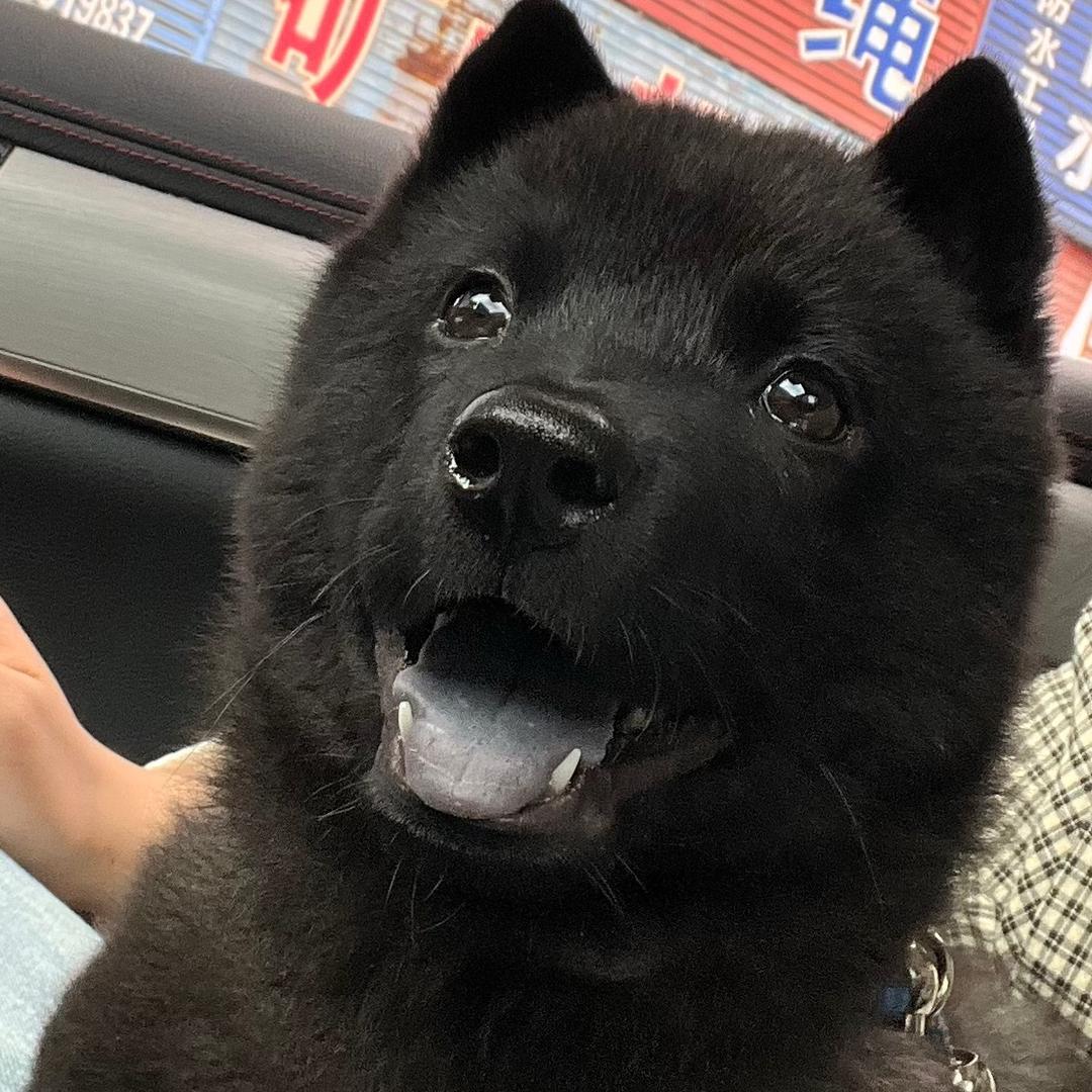 杨 杨