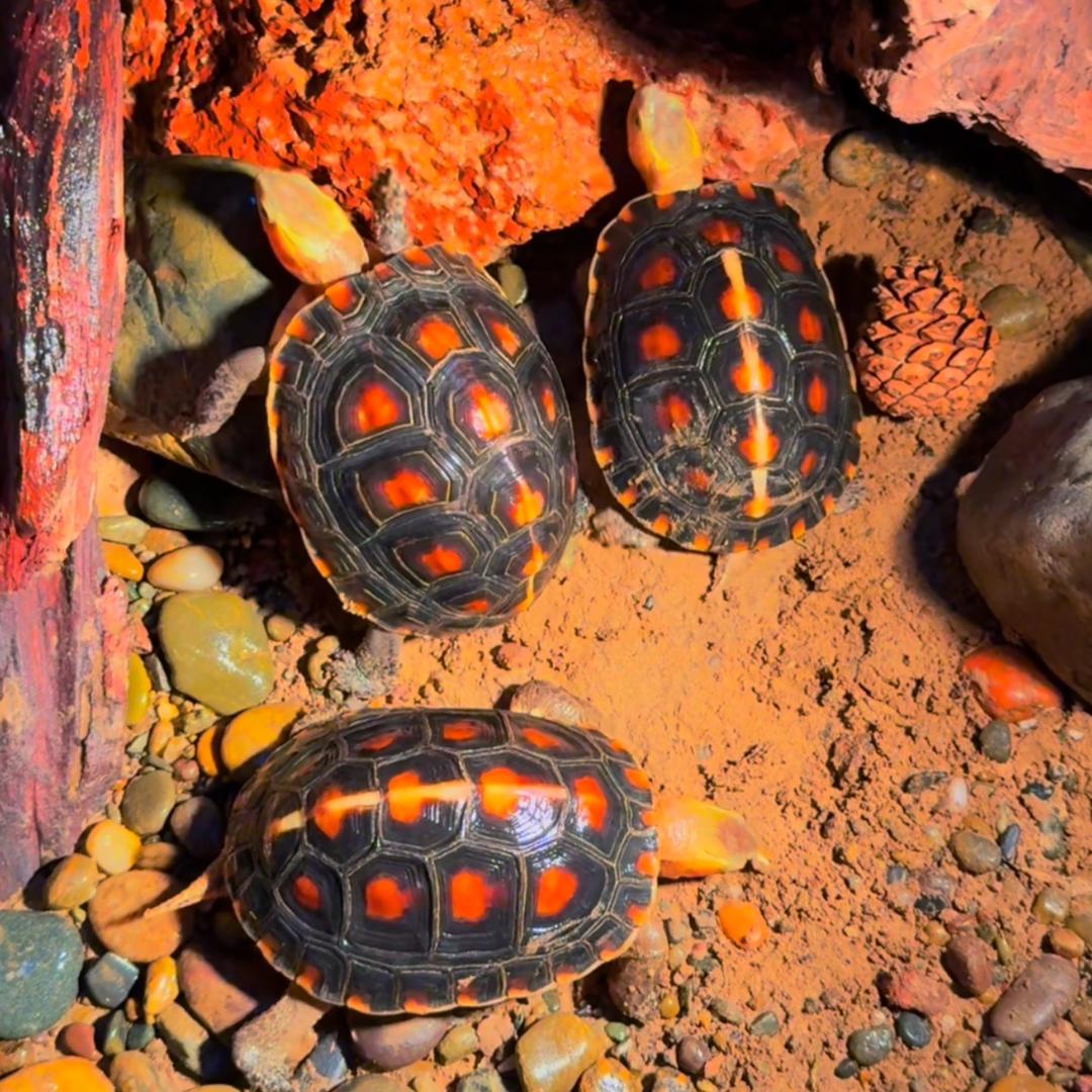 💋@龟友友大队😂